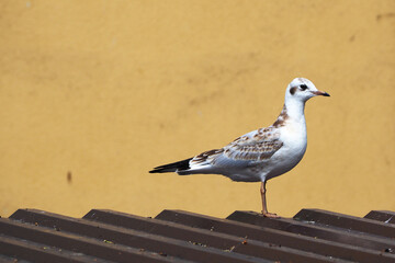 a white and grey young gull stands on the roof of a building against a beige wall