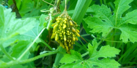 Better melon in garden 