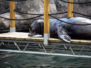 Uchatka kalifornijska. © Michael Naszkiewicz