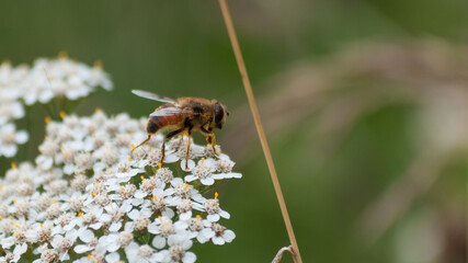 macrophotography of an insect collecting nectar from the inflorescence of a plant. A bee collecting nectar on a flower. Nature in summer.