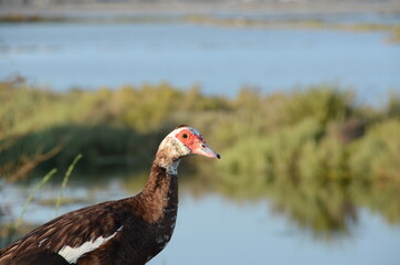 Muscovy duck in Sardinia