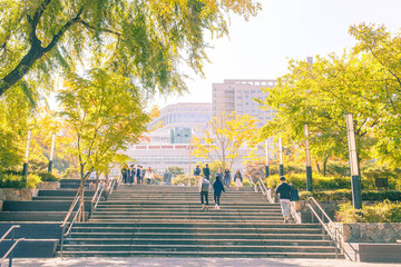 중앙대 빼빼로 광장