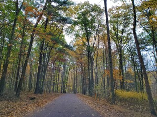 Fototapeta premium Path of Trees