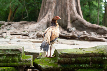 Chicken standing on old ruins of one of the Angkor wat temples in Siem Reap, Cambodia. 
