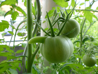 an incredible tomato on my balcony