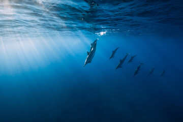 Family of Spinner dolphins in tropical ocean with sunlight. Dolphins in underwater © artifirsov