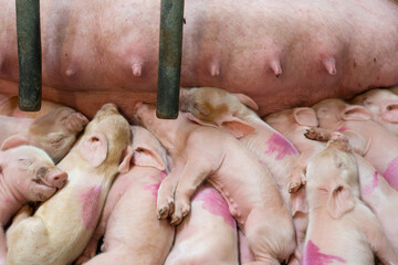 Small pigs sleeping near sow.