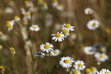 Beautiful white daisies on a blur from a sharp background
