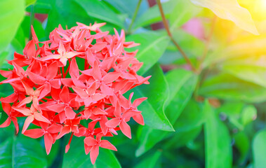 spike flower