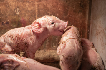Small pigs warming up in corner under red lamp.