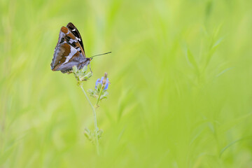 The magnificent Purple emperor at sunrise (Apatura iris)
