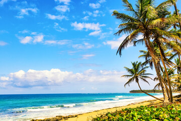 Palm trees on the wild tropical beach in Dominican Republic. Vacation travel background