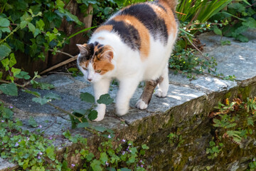 tricolor cat walking on a low wall