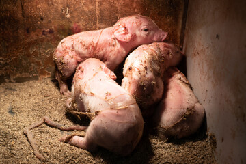 Small pigs warming up in corner under red lamp.
