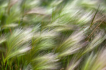 Rakes texture. Wheat field.