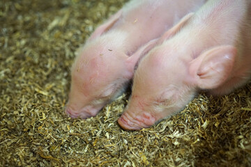 Two newborn piglets sleeping.