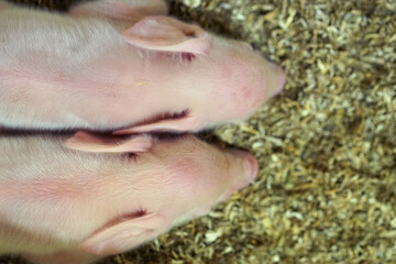Two cute piglets sleeping together. © oleksandr