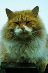 Close up red color cat portrait.