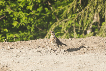 A gray curious bird standing behind a house on a ground.