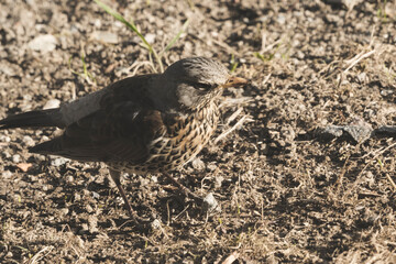 A gray curious bird standing behind a house on a ground.