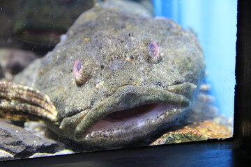 ギスカジカの顔(正面)