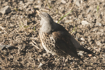 A gray curious bird standing behind a house on a ground.