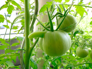 a funny green tomato on my balcony