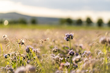 Blumenwiese