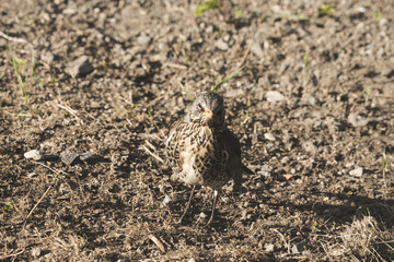 A gray bird on backyard posing for photografer.