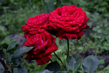 Red rose petals with rain drops closeup. Red Rose. Red rose in raindrops. Red rose