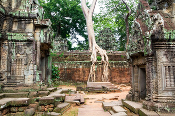Fototapeta na wymiar Nature taking it's rights over ruins of Ta Prohm temple in Siem Reap (Angkor temples)