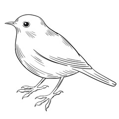 Hand drawn vector of robin isolated on white background for coloring page. Black and white  stock illustration of bird for coloring book.
