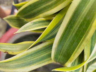 Fototapeta premium banana leaf background