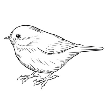 Hand drawn vector of coal tit isolated on white background for coloring page. Black and white  stock illustration of bird for coloring book.