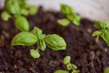 Young green basil sprouts in soil. Close-up.