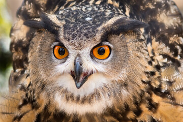 Eurasian Eagle Owl