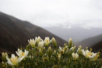 Ripe wild blackberry tree, in the central mountain range, Inza, Cauca, Colombia. Plants on the background of the Cauca. Mountain flowers against the sky