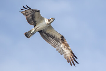 Osprey in Flight (Florida)