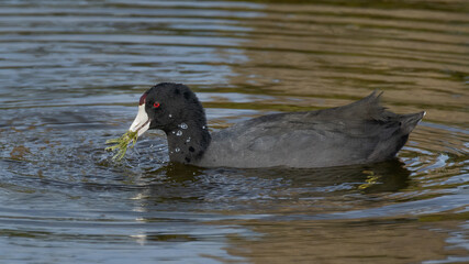 An American Coot Eating Vegetation (Florida)