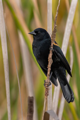 Red-winged Blackbird