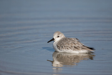 Sanderling in a Florida Tidal Pool