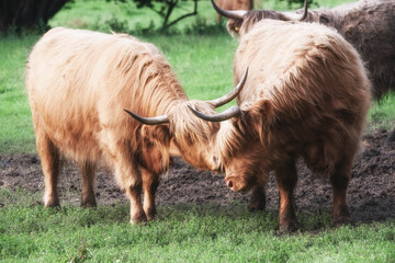 Highland Cattle