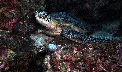 Green Sea Turtle resting on corals