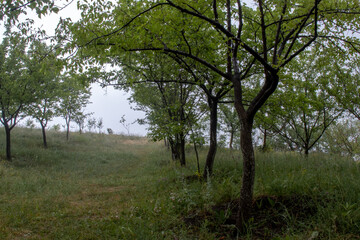 Fototapeta na wymiar foggy forest. Green trees in the fog. Trees in the mountains