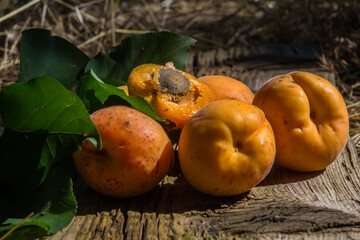 Naklejka na ściany i meble several juicy ripe apricots lying on a textured board and illuminated by the summer sun. Harvest, garden