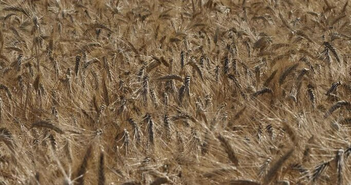 Wheat field in Occitanie, France