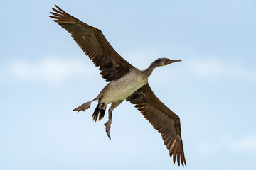Fototapeta premium Socotra Cormorant on the north-eastern coast of Qatar. The Socotra cormorant is a threatened species of cormorant that is endemic to the Persian Gulf and the south-east coast of the Arabian Peninsula.