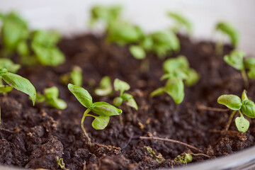 Young green basil sprouts in soil. Close-up.