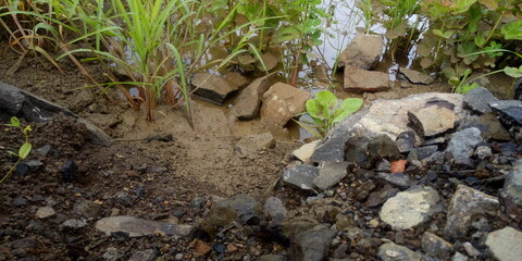 grass on the ground