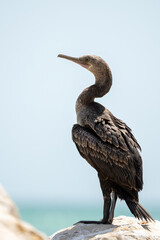 Socotra Cormorant on the north-eastern coast of Qatar. The Socotra cormorant is a threatened species of cormorant that is endemic to the Persian Gulf and the south-east coast of the Arabian Peninsula.